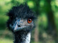 Top Zoos & Aquariums for Families