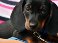 Top Pet-Friendly Family Destinations