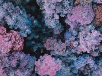 World’s Biomes: Importance and Understanding