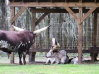 Zoos & Aquariums: Conservation Education