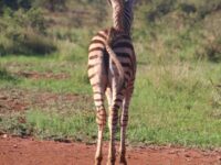 Vegan-Friendly Safari Lodges