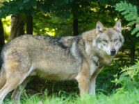 Nature Photography Challenges for Teens