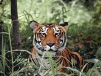 Best Family-Friendly Safari Destinations