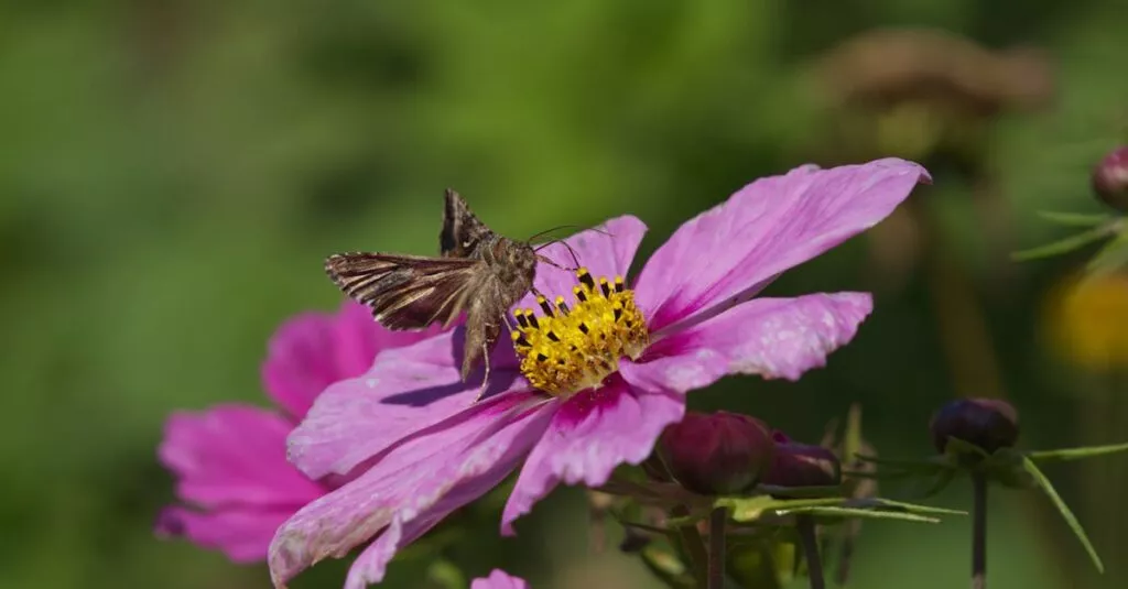 Downloaded Image152354ae74fb