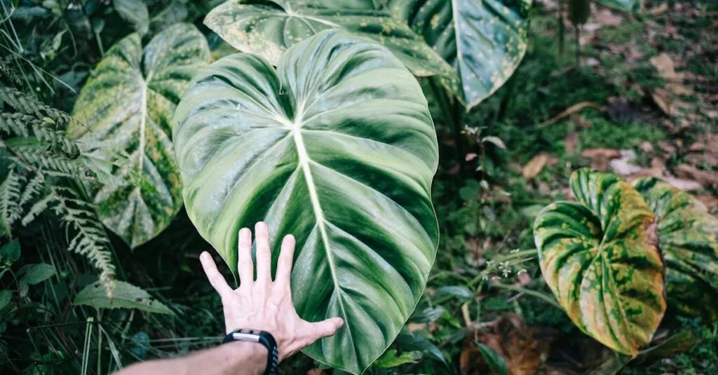 Downloaded Image1a1e63fcecb4