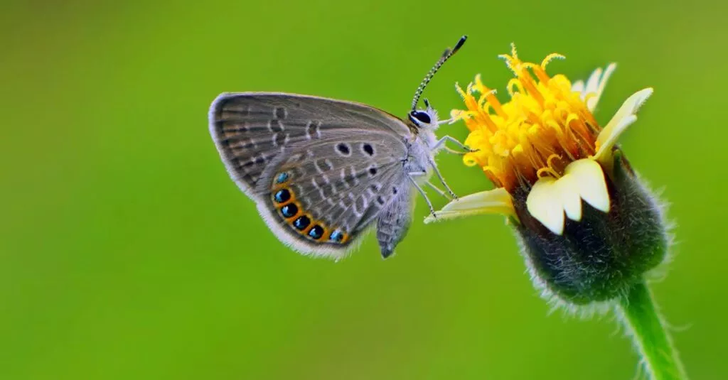 Downloaded Image23fe467fdf52