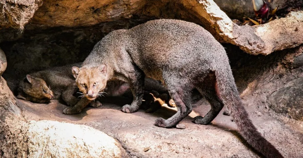 Downloaded Image23fe7da69b55