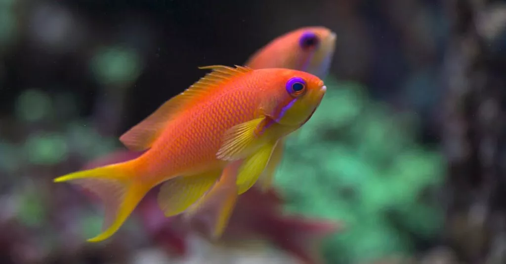 Downloaded Image25029b69f28