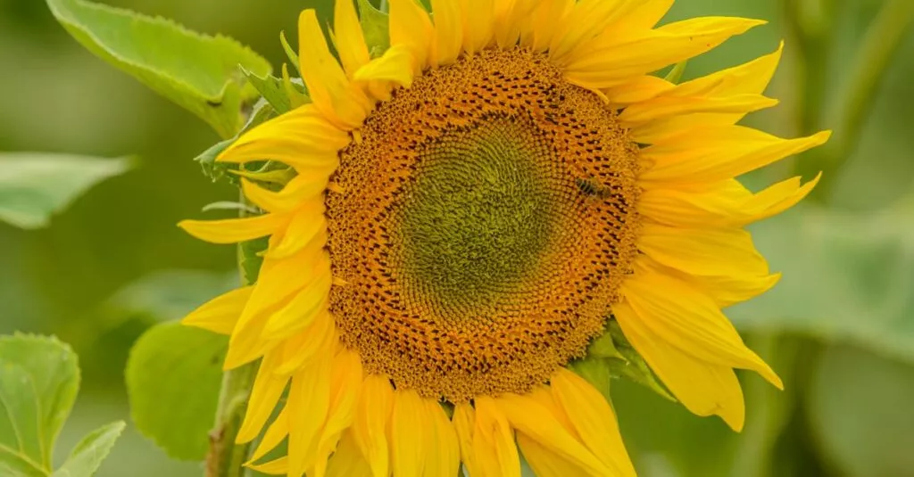 Downloaded Image294a172b7596