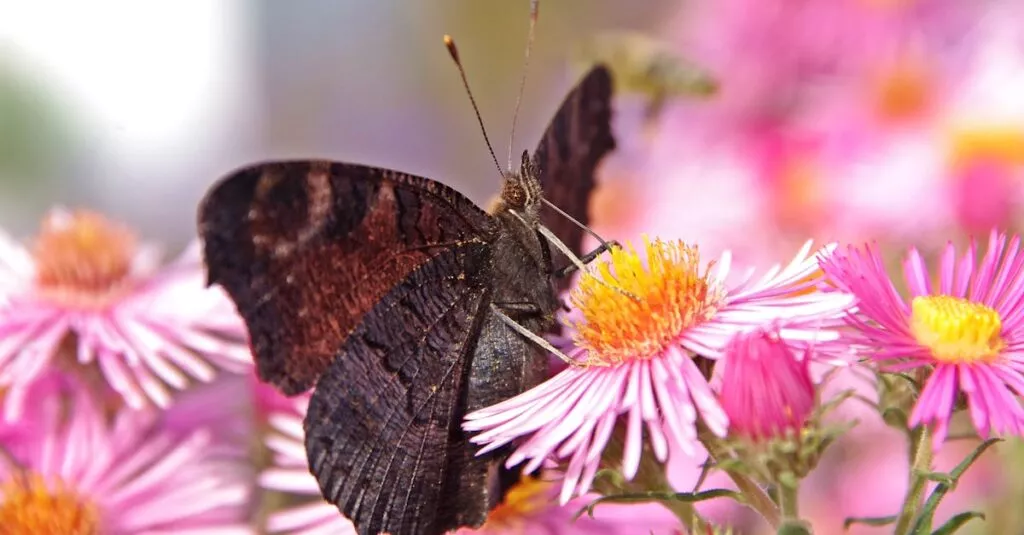 Downloaded Image39d1375c0b9