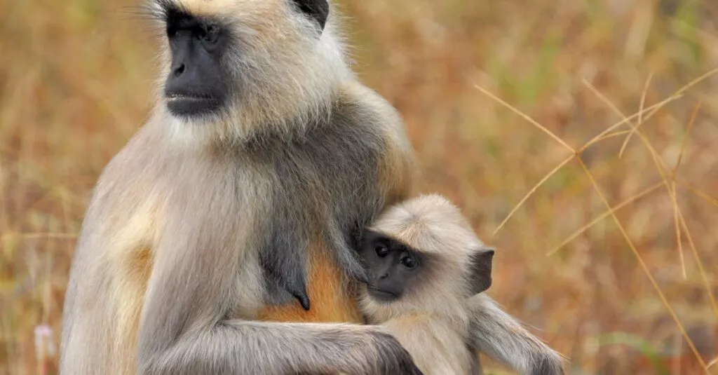 Downloaded Image4b4324a0c85a