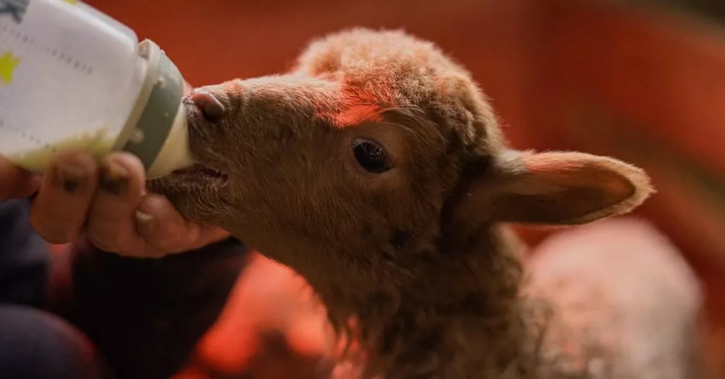 Downloaded Image4b435dd16bce