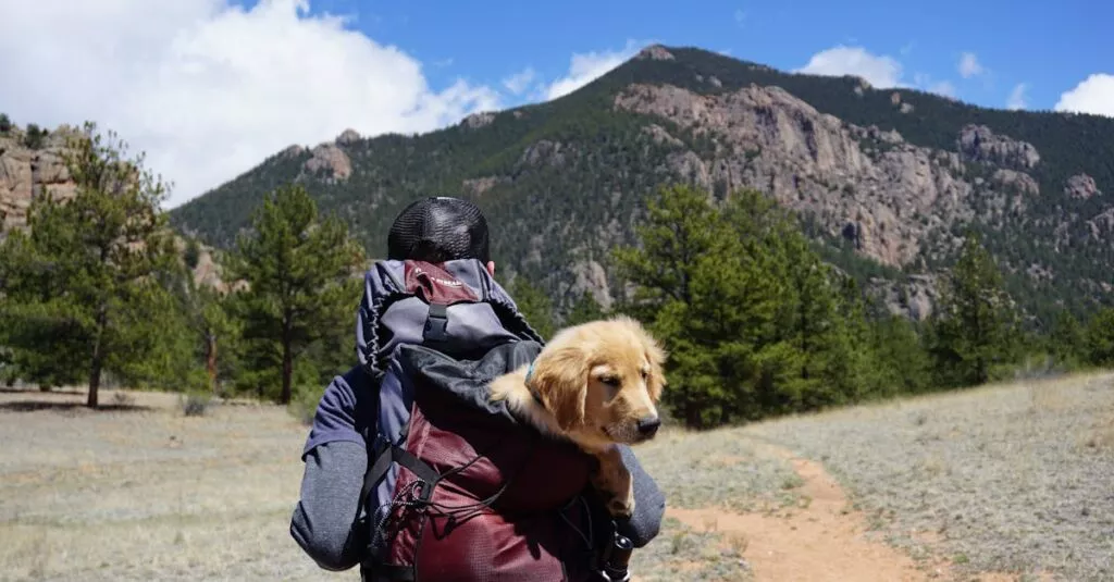 Downloaded Image4b436c40f6c1