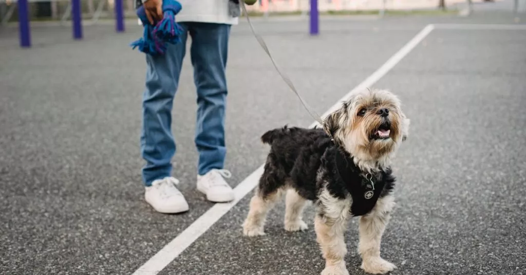 Downloaded Image564364a19d34