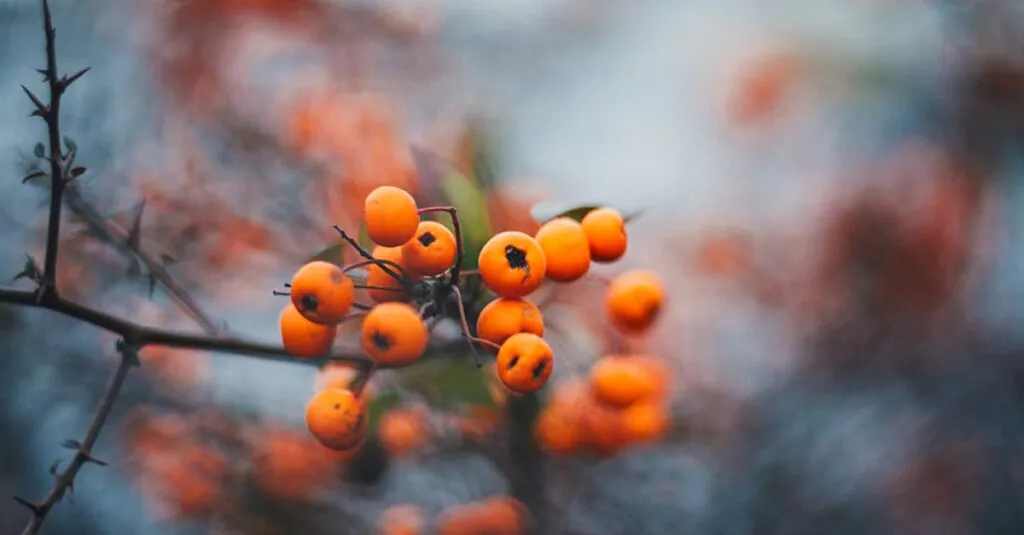 Downloaded Image631c32e7ff62