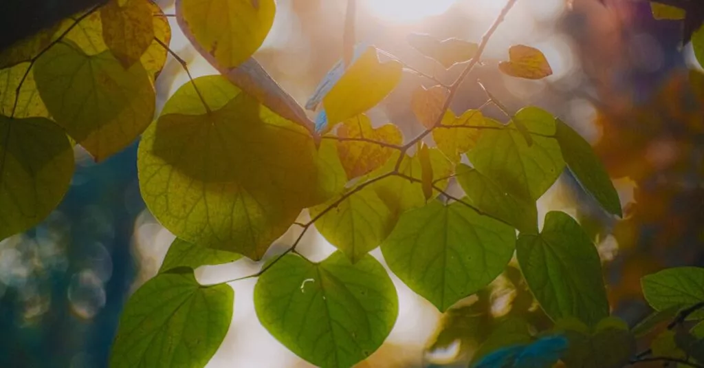 Downloaded Image64173e1b6d58