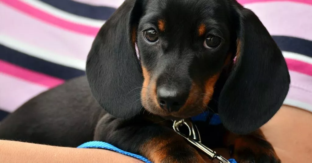 Downloaded Image710131fbb5d7