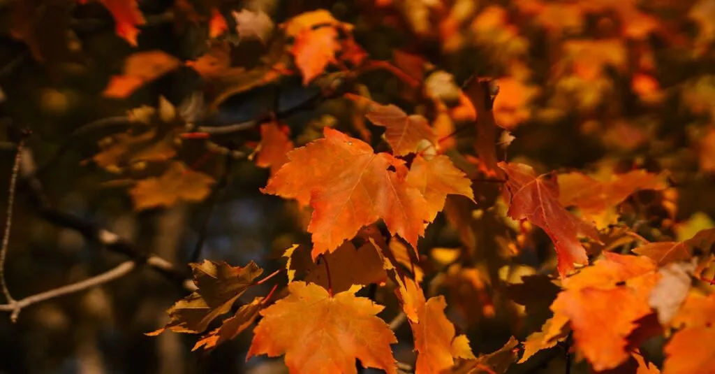 Downloaded Image71013a923887