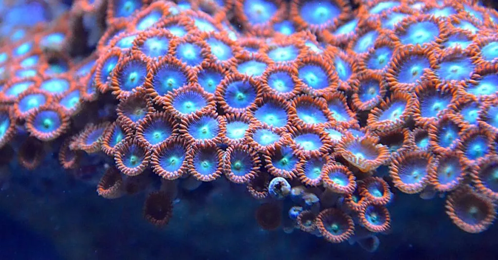 Downloaded Image7d31127e8cc