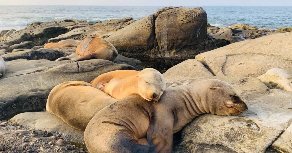 Downloaded Image7d3113177e11