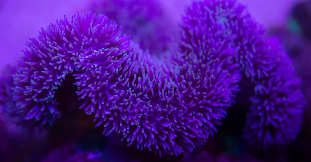 Downloaded Image7d31636e6c9e