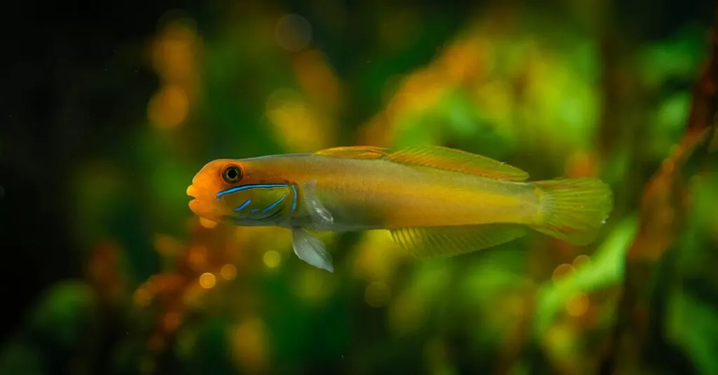 Downloaded Image7d3164299d38