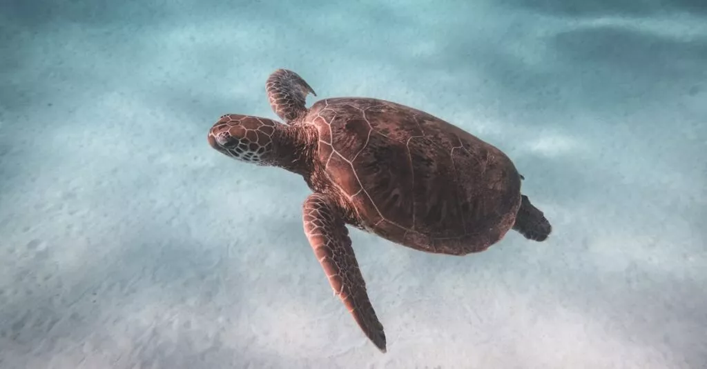 Downloaded Image7d31b4da882