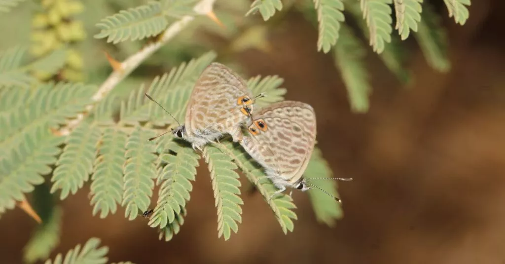 Downloaded Image16fb436e5f2e