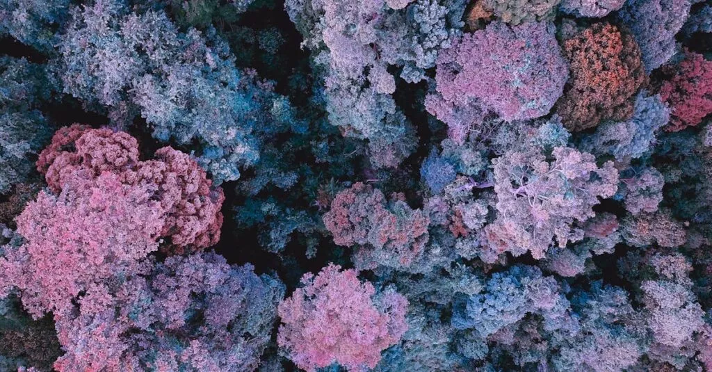 Downloaded Image3c114c70d537