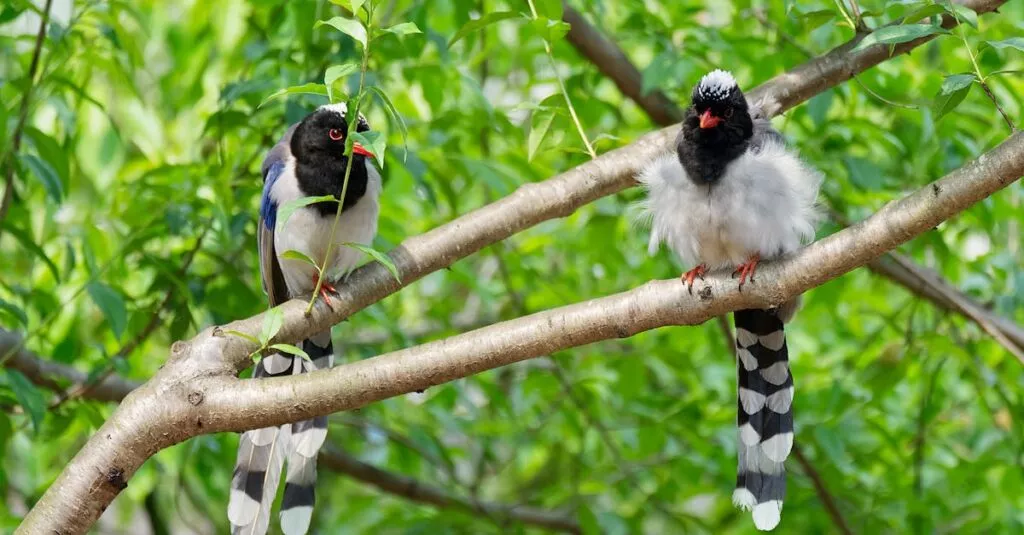 Downloaded Image49c953610e48