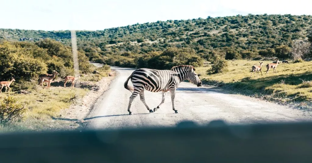 Downloaded Image616a2cb67164