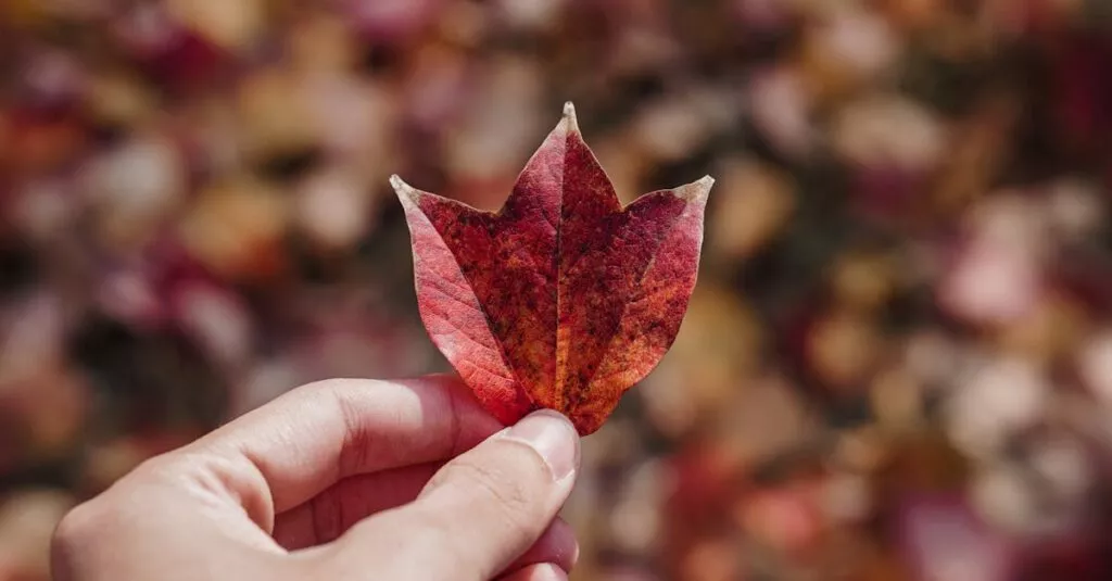 Downloaded Image7f575a761090