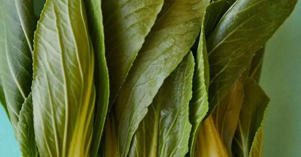 Downloaded Image1c951160d537