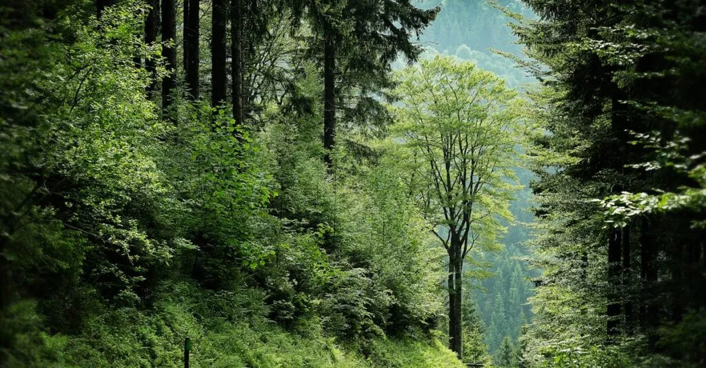 Downloaded Image1e21a8e8c69