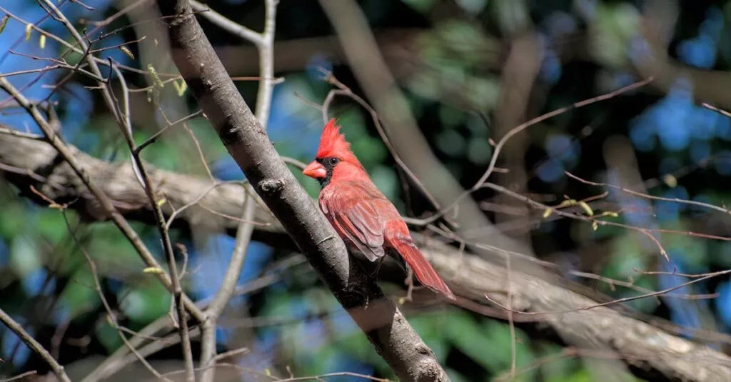 Downloaded Image1e25811a2f