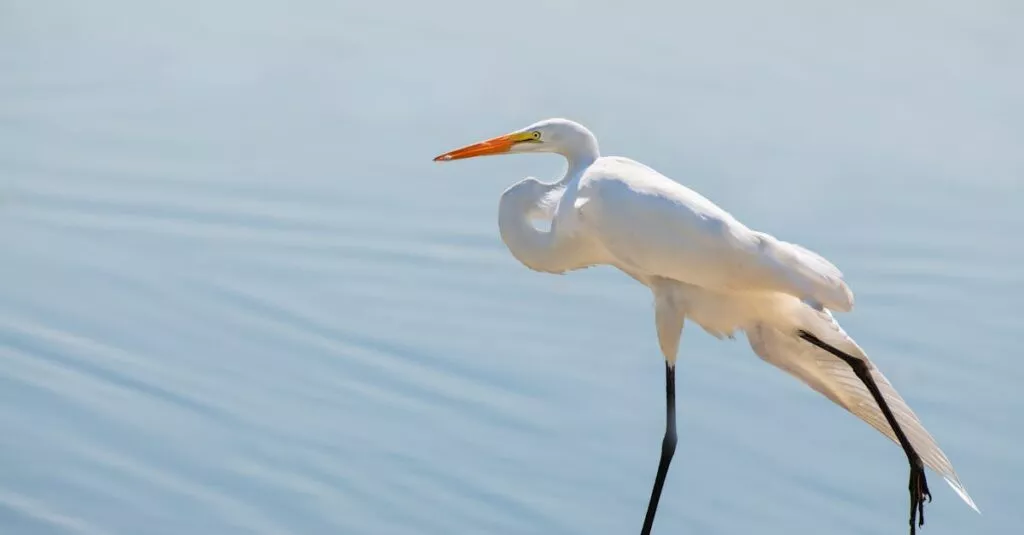 Downloaded Image1e263a115ac