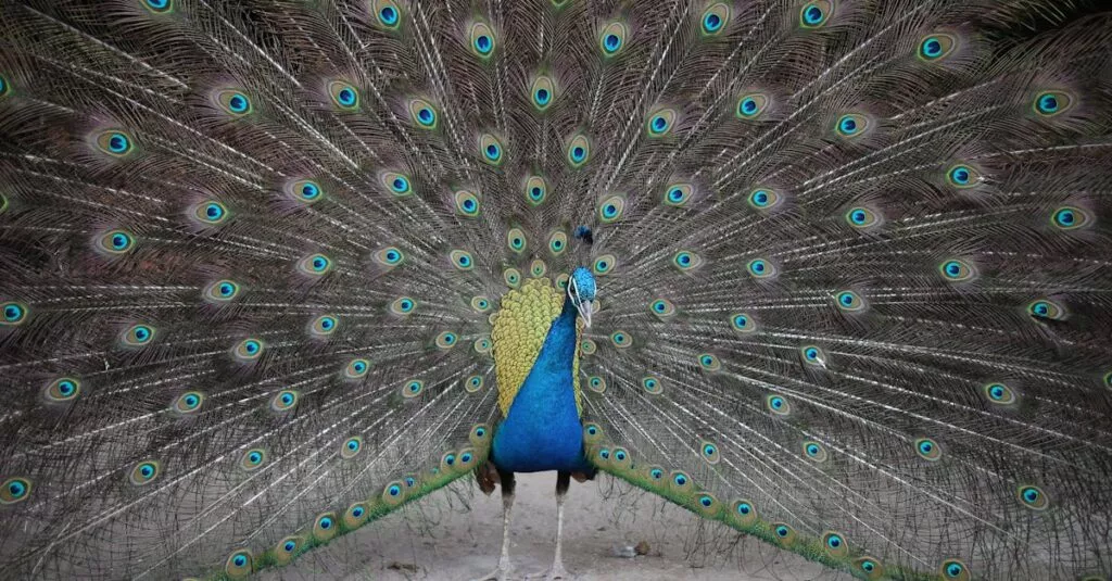 Downloaded Image1e27c20f32c