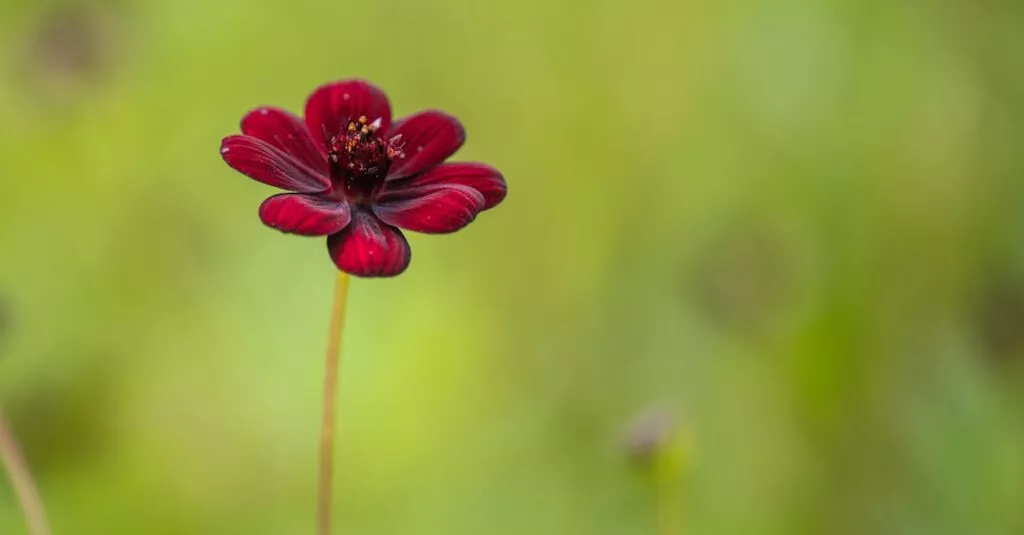 Downloaded Image311a8145762