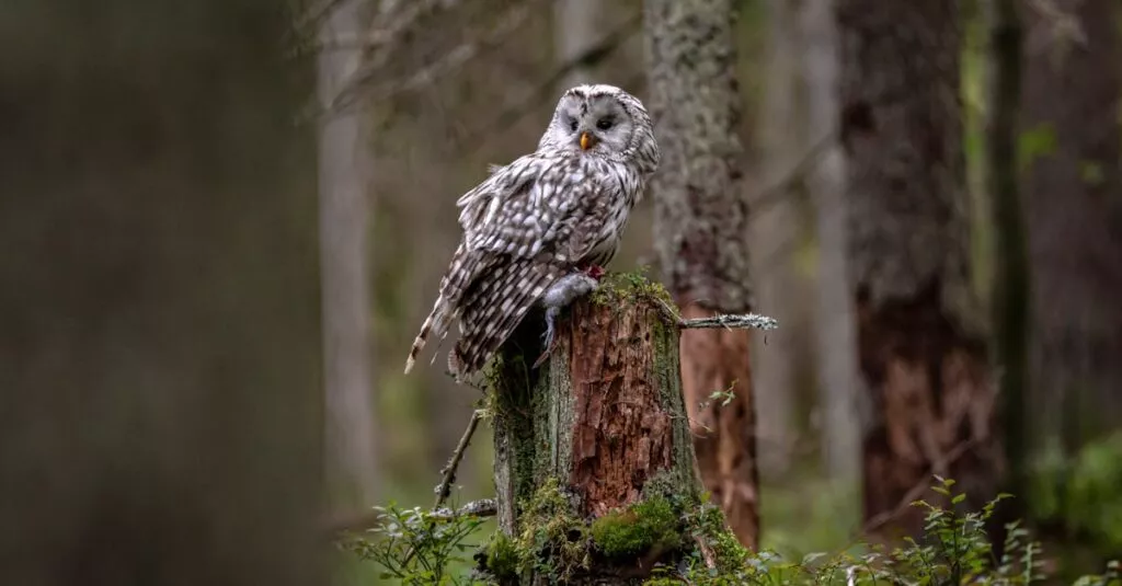 Downloaded Image38ae23b75ed8