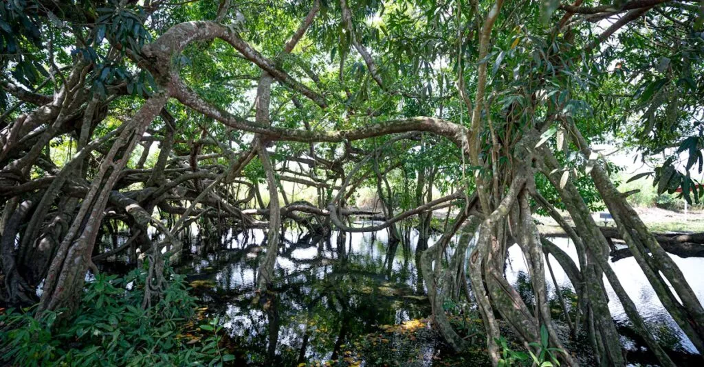 Downloaded Image5105252f8af2