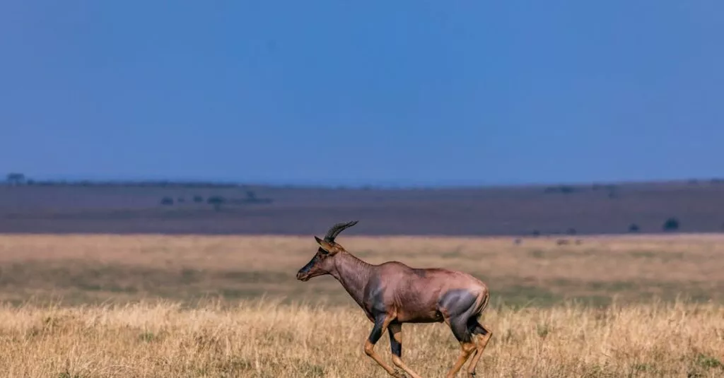 Downloaded Image753354d92bca