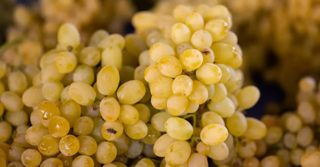 Downloaded Image7533767e0f83