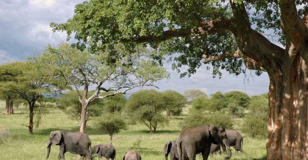 Downloaded Image760dae6e2b1