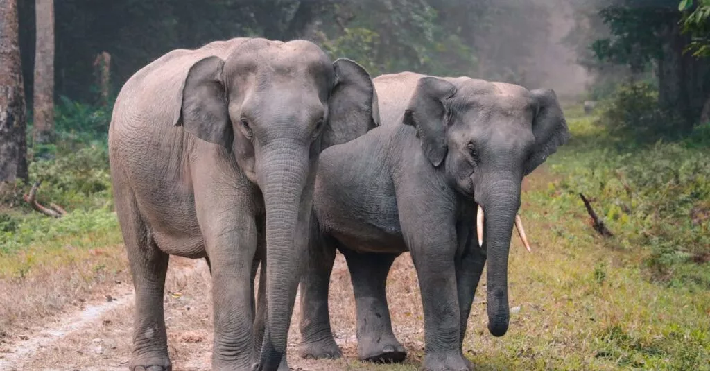 Downloaded Image8c56063c4fb