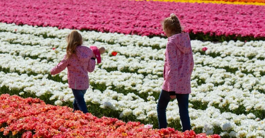 Downloaded Imaged20abc22b2