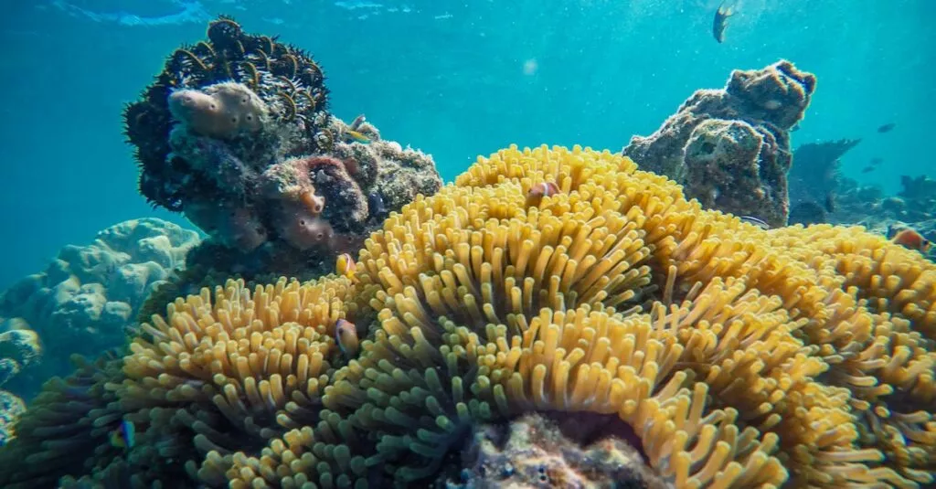 Downloaded Image102921bf0310