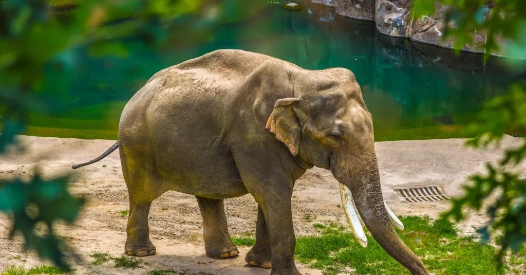 Downloaded Image14016b92603