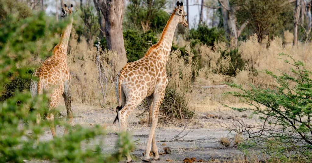 Downloaded Image140612eb151