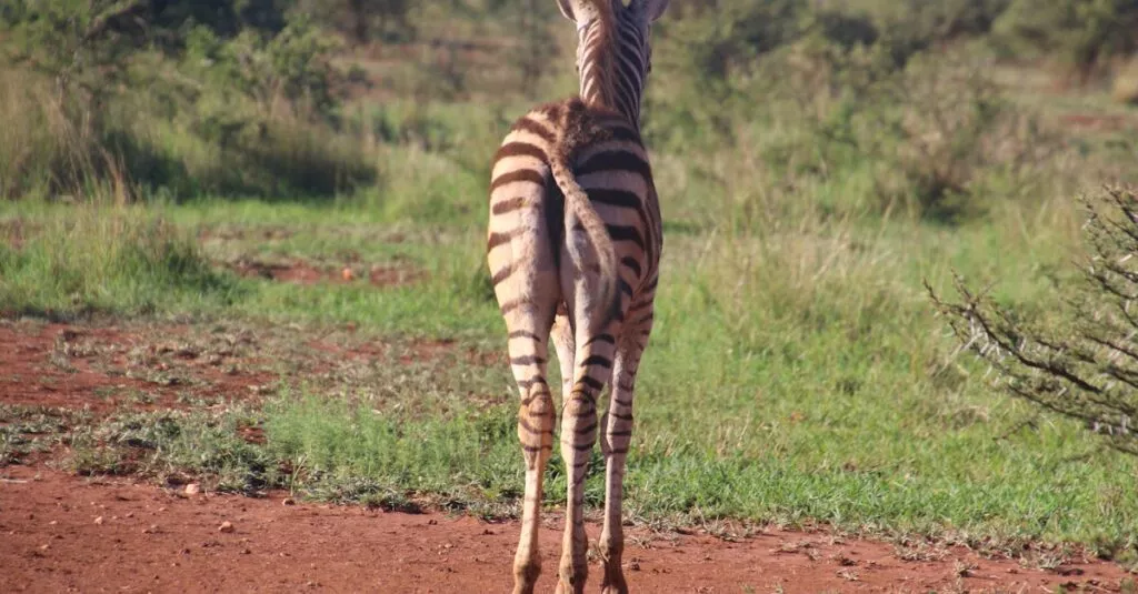 Downloaded Image14064030f2a