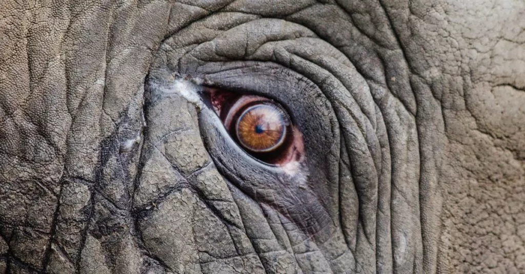 Downloaded Image140e2f0360